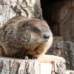 groundhog